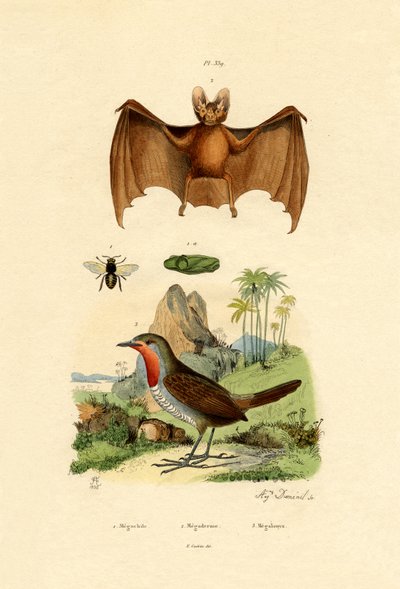 Abeille coupe-feuille - French School